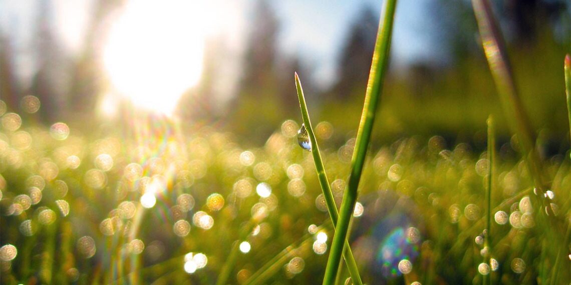 close up photo of grass with dew and sunshine