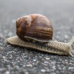 Photo of a snail on pavement