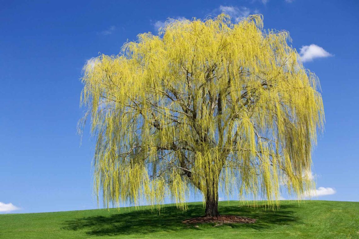 photo of a weeping willow tree