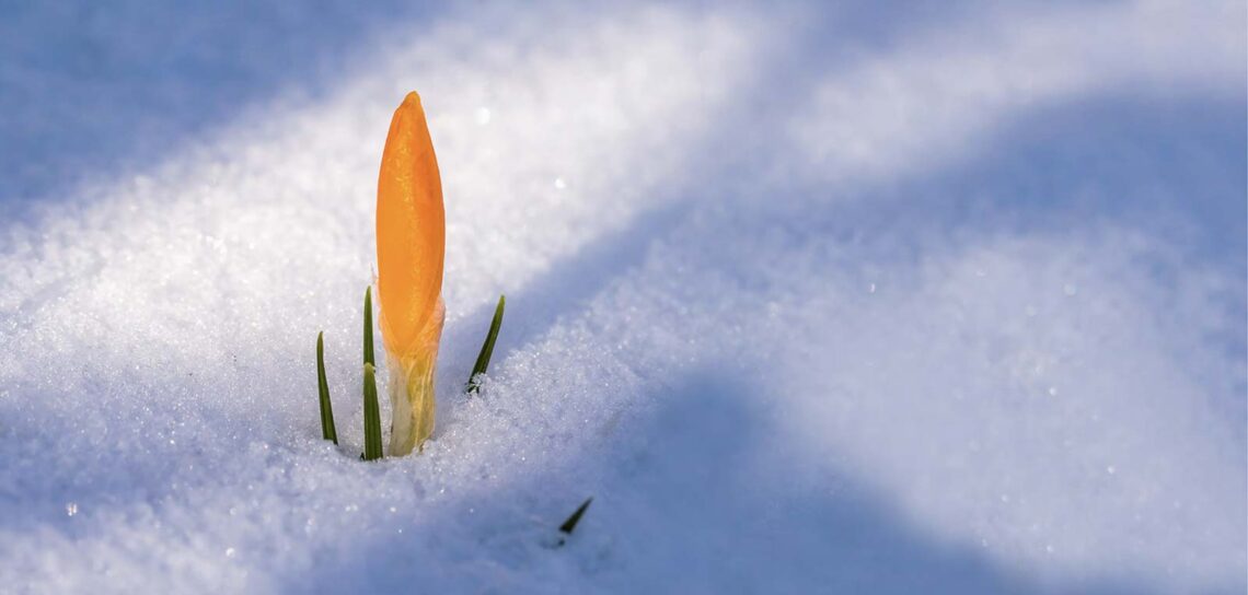 photo of a gold flower sprouting through snow symbolizing hope