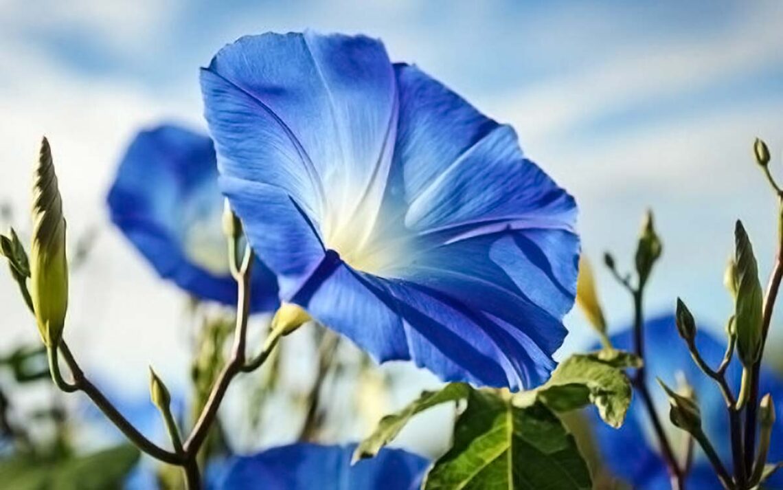 photo of a blue morning glory flower, fully open, against a light blue sky