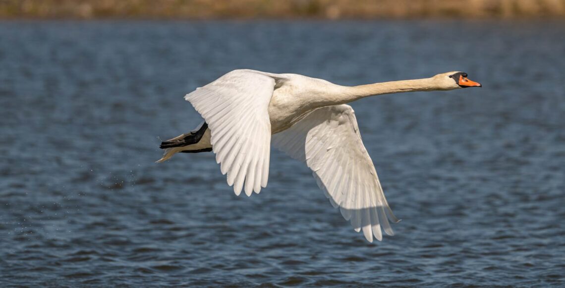 Photo of a swan flying over a lake