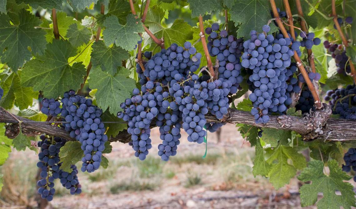 Photo of ripe red grapes on the grapevine