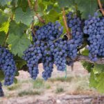 Photo of ripe red grapes on the grapevine