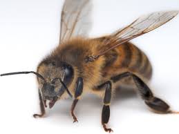 photo of a bee