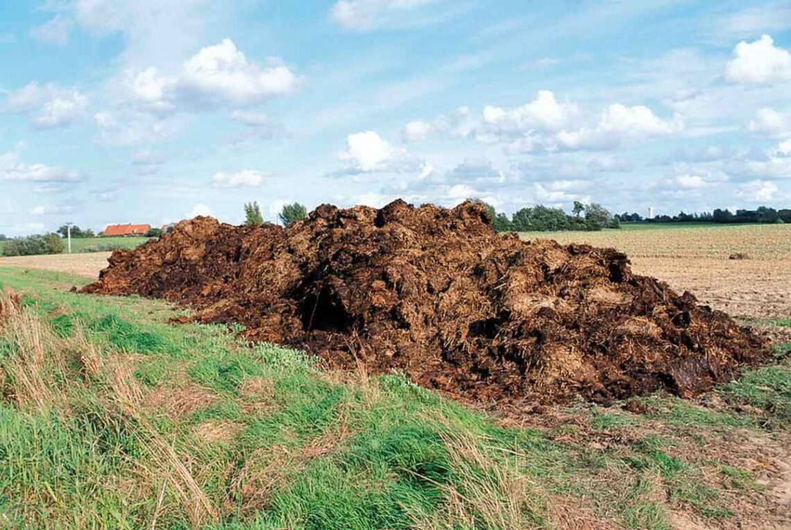 photo of large pile of dung in a field