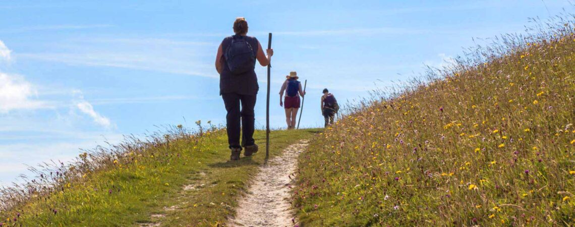 photo of hikers on a trail through a field of wildflowers agains a blue sky